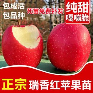 瑞香红苹果树苗正宗矮化全红晚熟特大脆甜浓果25苹果苗南北方种植
