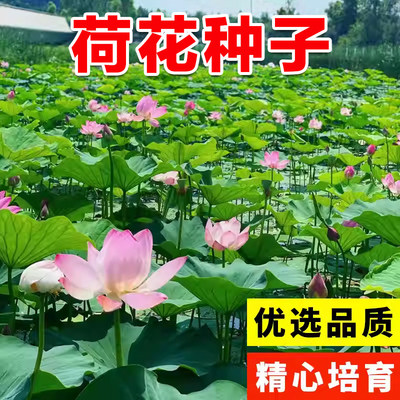 荷花种子大型池塘水养四