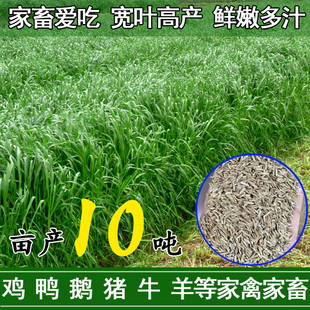 黑麦草子种多年生牧草种子畜牧养殖草种鸡鸭牛鱼草四季黑麦草种籽
