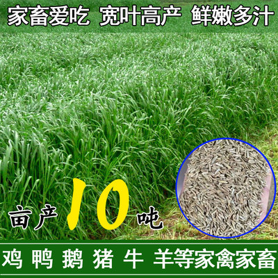 黑麦草子种多年生牧草种子畜牧养殖草种鸡鸭牛鱼草四季黑麦草种籽