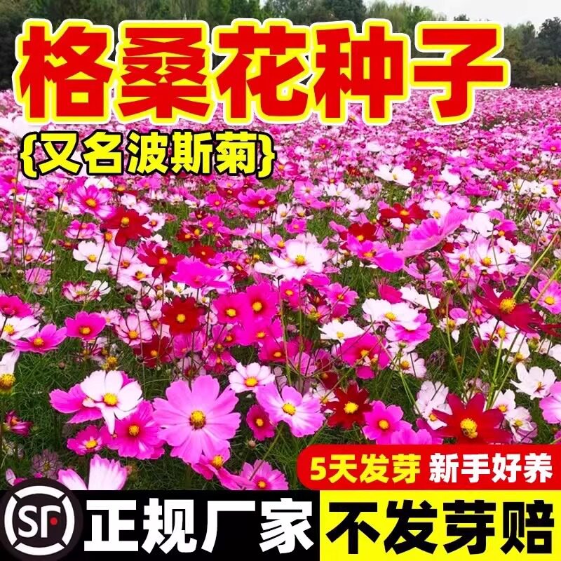 格桑花花种籽子波斯菊种子四季可播野花组合百日草花卉庭院易成活