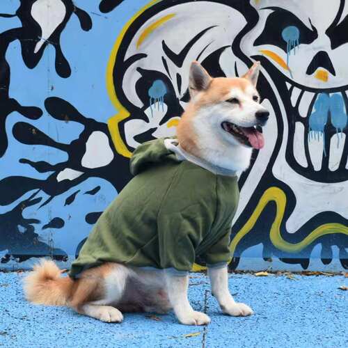 春秋新款纯色圆领田园边牧柴犬