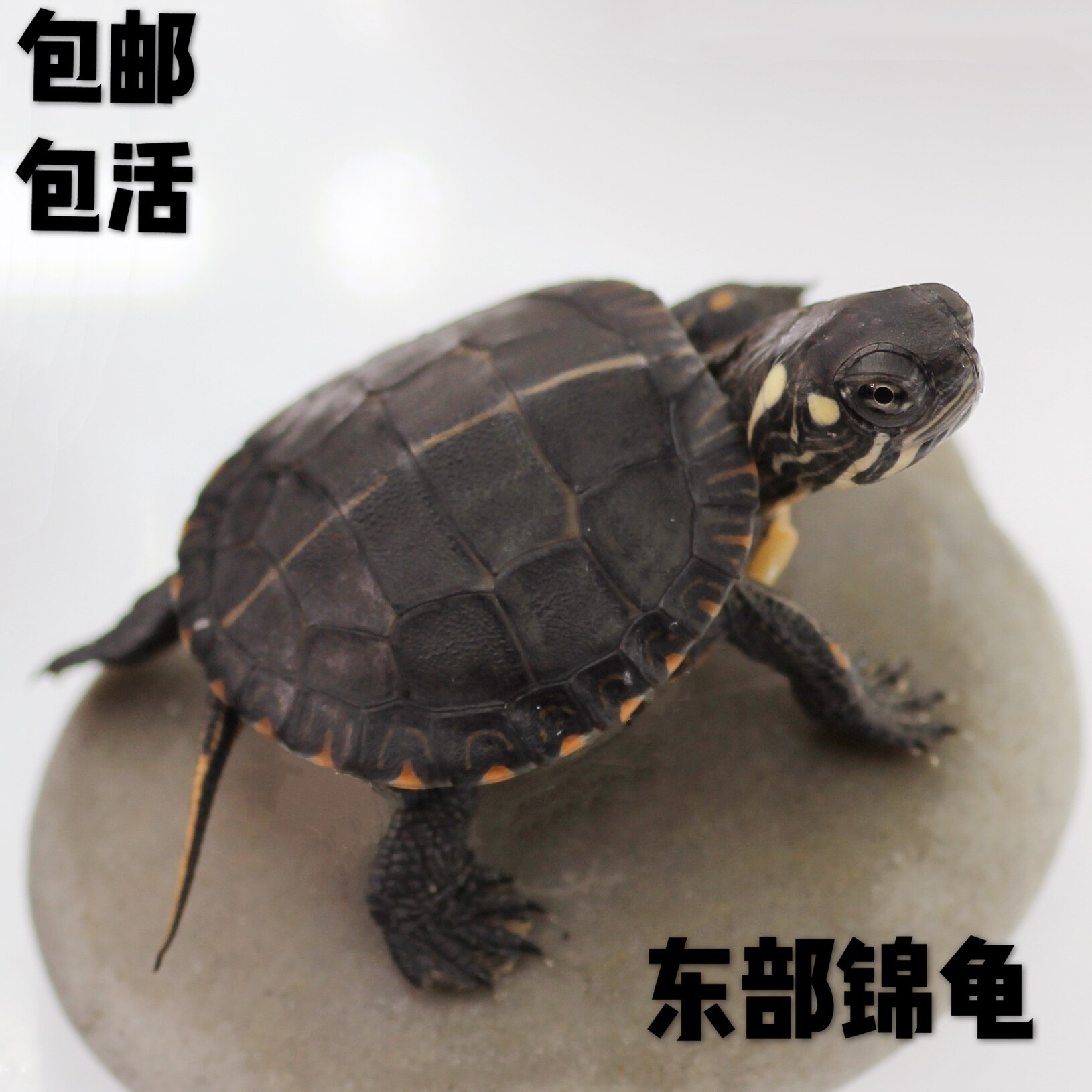 美国东部锦龟深水龟萌宠