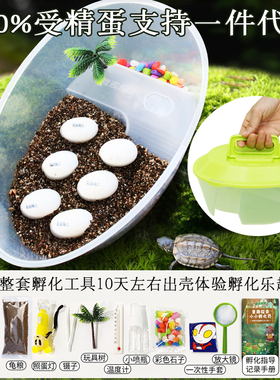 可孵化乌龟蛋DIY套装孵化龟受精蛋套装魔盒六一儿童礼物探索生命