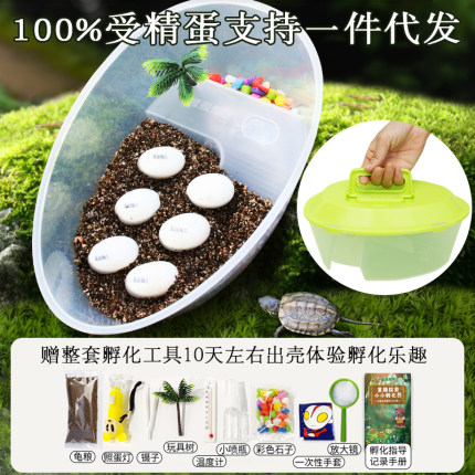 可孵化乌龟蛋DIY套装孵化龟受精蛋套装魔盒六一儿童礼物探索生命