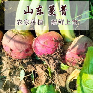 山东新鲜现挖蔓菁农家自种煮粘粥甜软糯大头蔬菜沙地疙瘩芜菁包邮