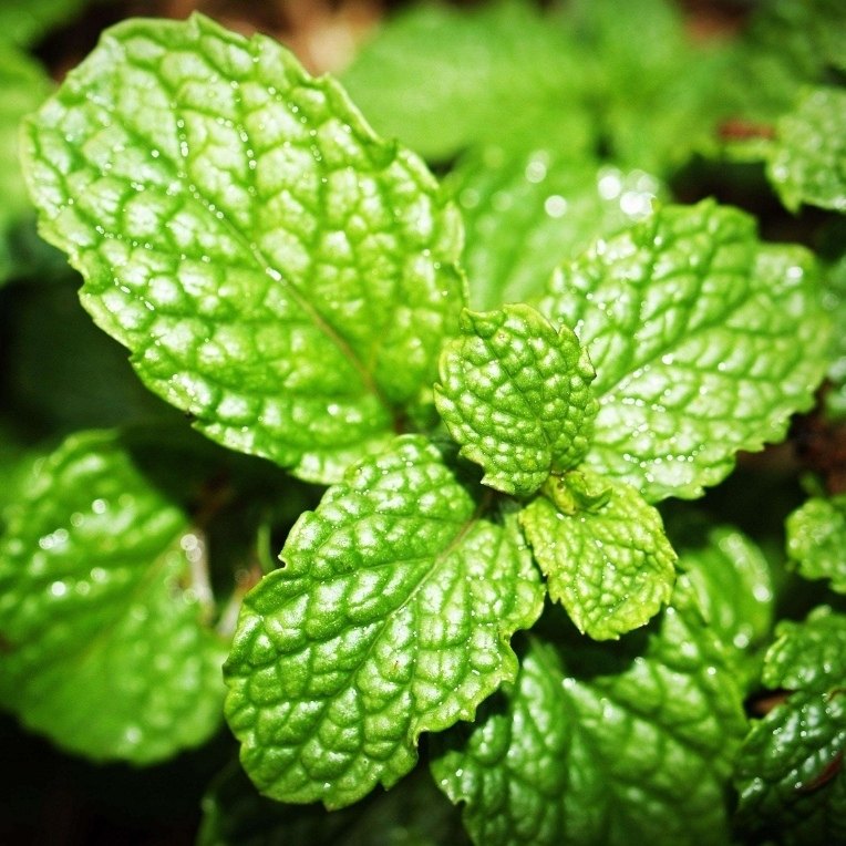 留兰香绿薄荷纯露有机生态种植蒸馏饱和气味清新优美芳觉原料