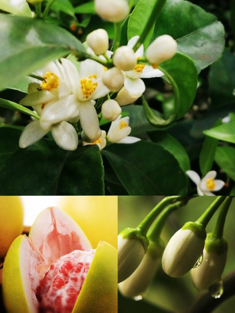 柚子花精油(蜜柚花)蜜柚子皮精油蒸馏香气美好浓郁品质芳觉原料