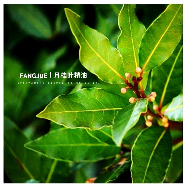 甜月桂叶精油野生蒸馏法进口欧洲产地斯洛文尼亚清新甜美芳觉原料