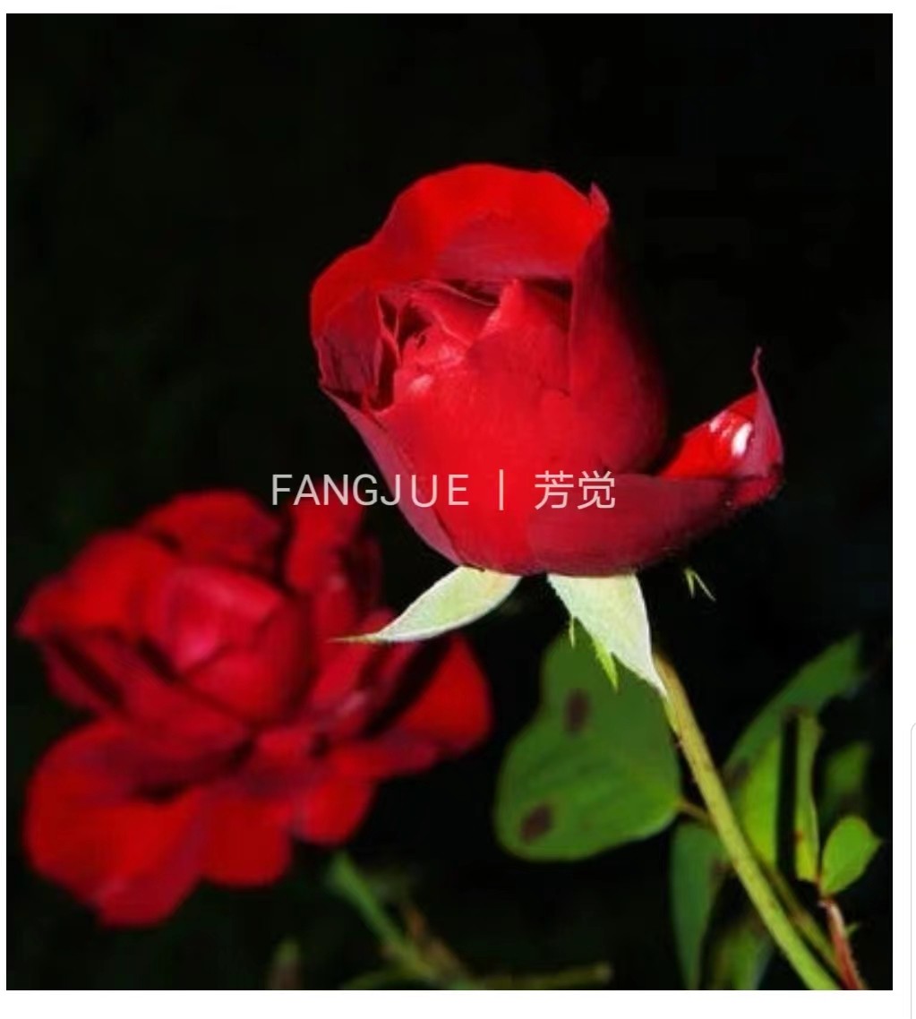 野生墨红玫瑰精油脂吸法超临界高海拔生态无污染浓郁香气芳觉原料