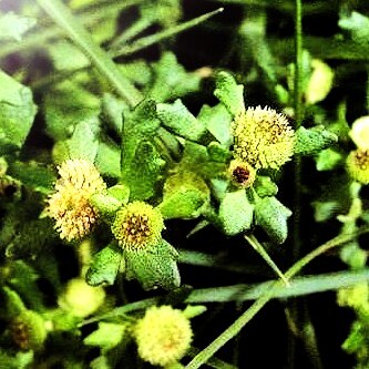 鹅不食草精油超临界co2提取无勾兑不稀释真材实料芳觉品质原料