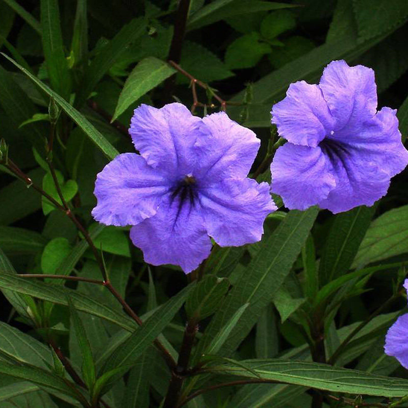 庭园绿植翠芦莉盆栽蓝花草墨西哥矮牵牛耐热路基多年生花卉兰花草