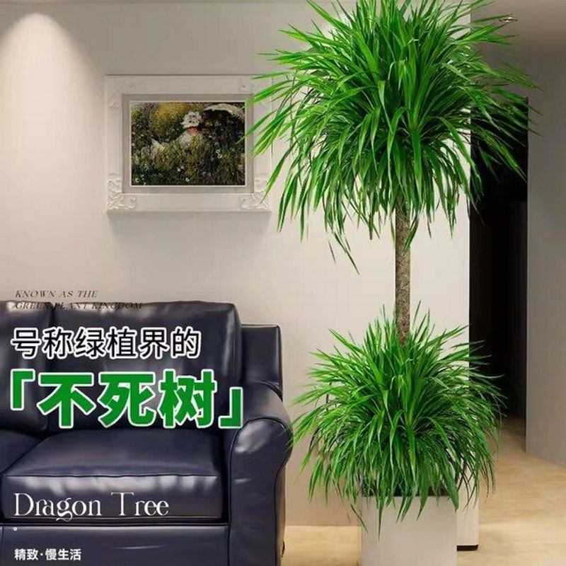 龙血树盆栽绿植室内大型客厅大盆景真花龙铁龙须树办公室落地植物