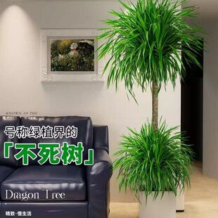 龙血树盆栽绿植室内大型客厅大盆景真花龙铁龙须树办公室落地植物
