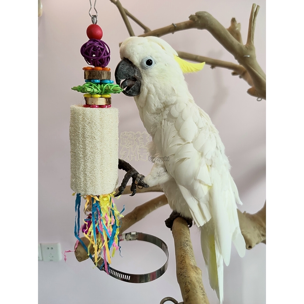 鹉林外传益智鹦鹉玩具啃咬解闷