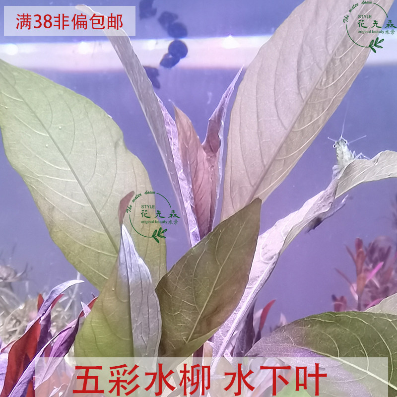 水柳水培,水培龙柳_大山谷图库