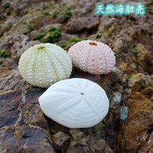 天然大海螺贝壳海胆壳鱼缸造景装 海洋标本 饰珊瑚礁布置地中海风格