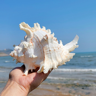 天然超大海螺贝壳千手螺海星鱼缸造景居家橱柜摆件海洋标本收藏