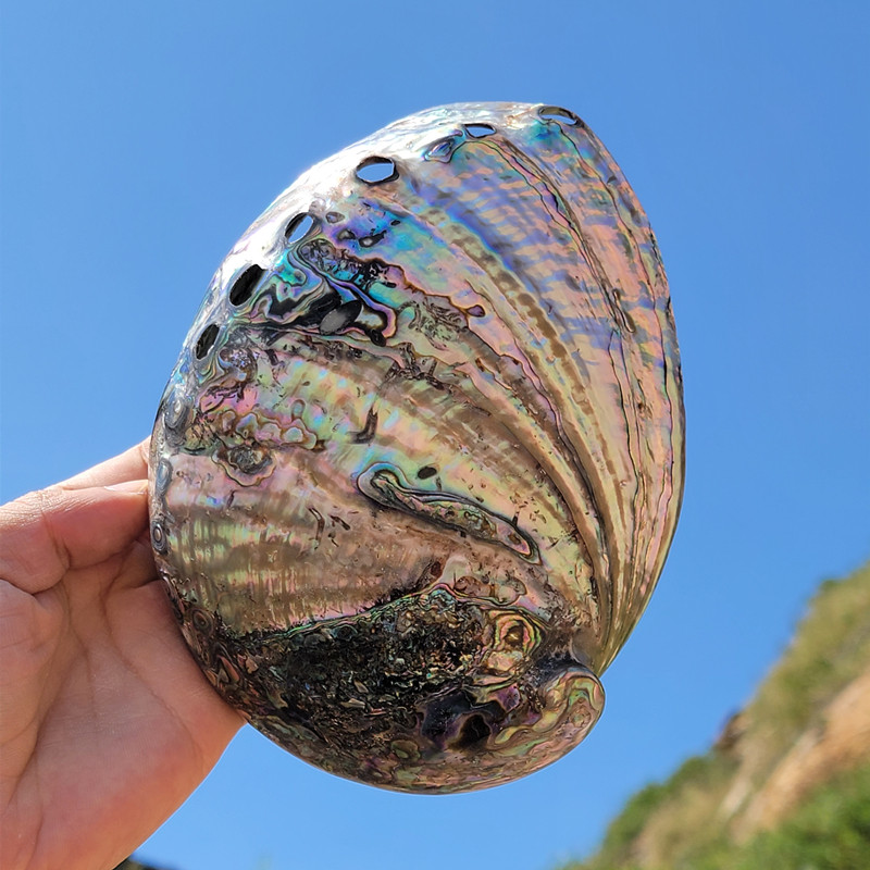 新西兰鲍鱼壳巴西鲍鱼贝壳家居饰品海螺壳鱼缸水族摆件招财工艺品