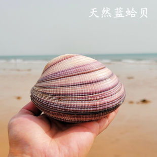 天然超大贝壳蓝蛤贝海螺鱼缸造景海星标本收藏送礼贝壳首饰盒