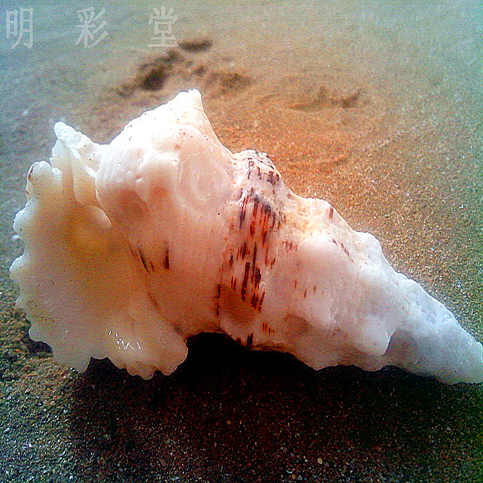 鸟嘴螺7-10CM 海螺贝壳海星珊瑚生日礼物婚庆鱼缸造景房间摆件