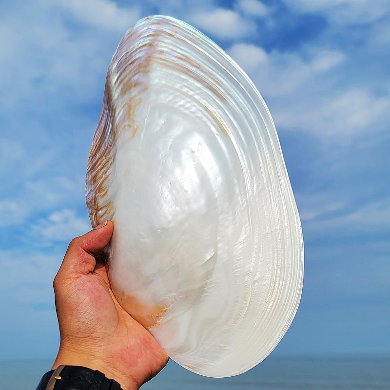 天然大珍珠蚌壳超大贝壳大海螺壳