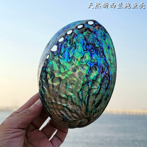 天然超大海螺贝壳新西兰澳洲非洲鲍鱼壳鱼缸造景居家摆件多肉盆栽