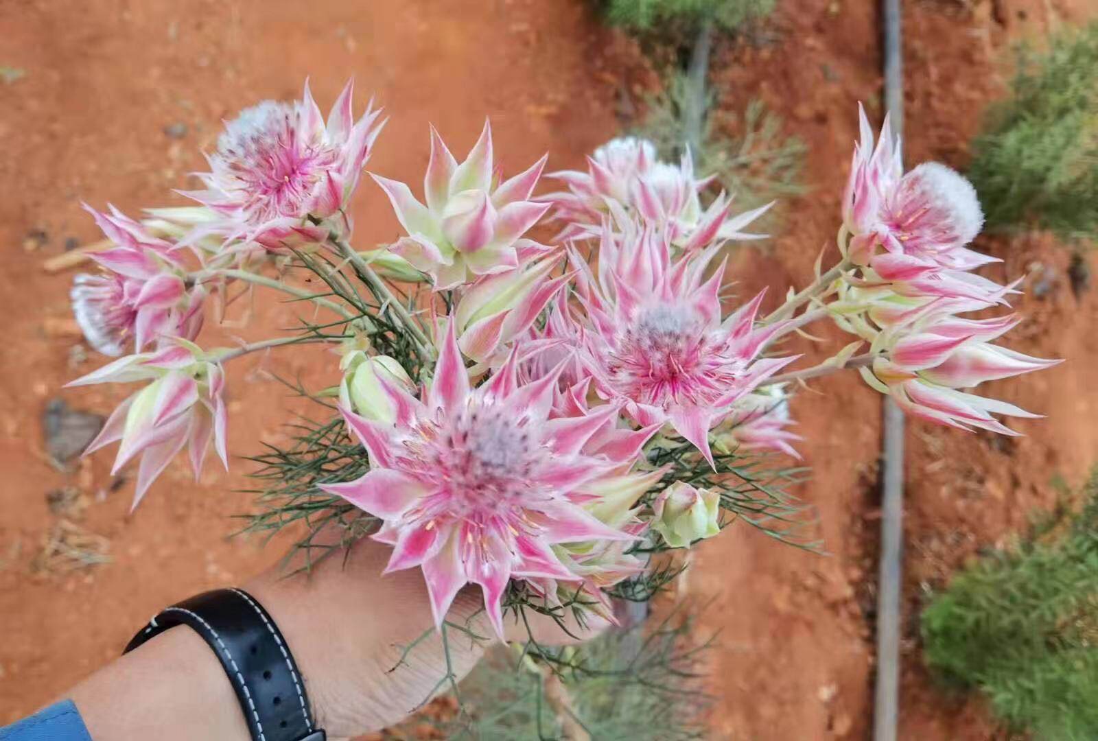 南非新娘花 盆栽 扦插苗小苗粉色高贵植物serruria florida针垫花