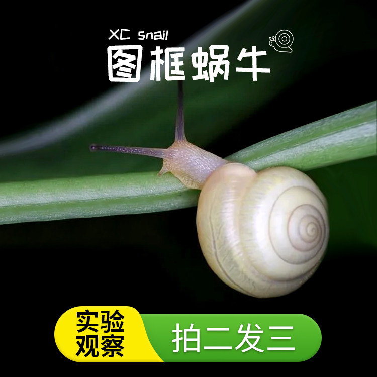 图框蜗牛彩色树蜗牛活体儿童学生科学实验观察教学套装白玉蜗牛