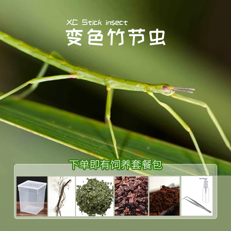 爬宠竹节虫活体昆虫易养活