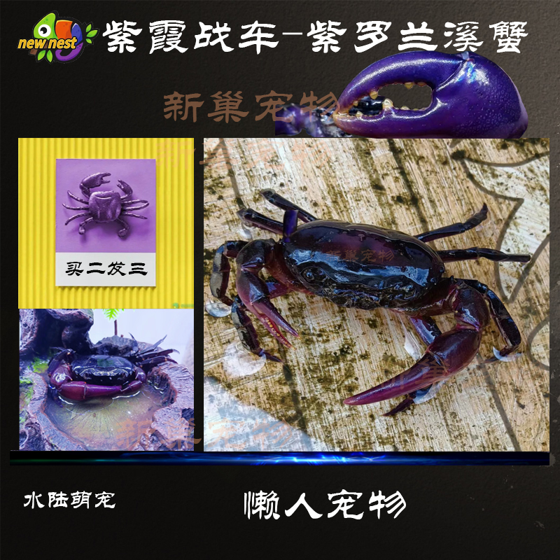 天然人工饲养紫罗兰深水素腰蟹
