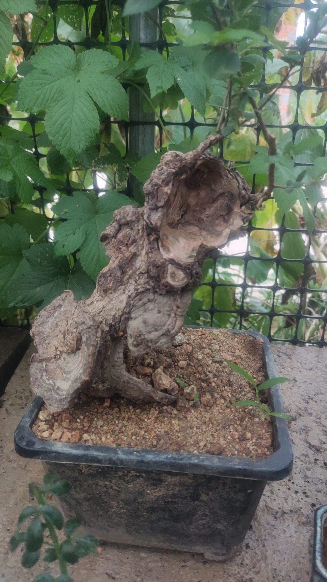 榆树坨坨微型盆景小矮霸榆树老桩，灵芝皮榆树，微型盆景小老桩