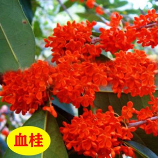 原生桂花树小苗大树八月金桂丹桂血桂四季桂当年开花盆栽