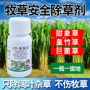 皇竹草甜象草黑麦草高丹草巨菌草玉米草牧草田地二甲氯氟吡除草剂