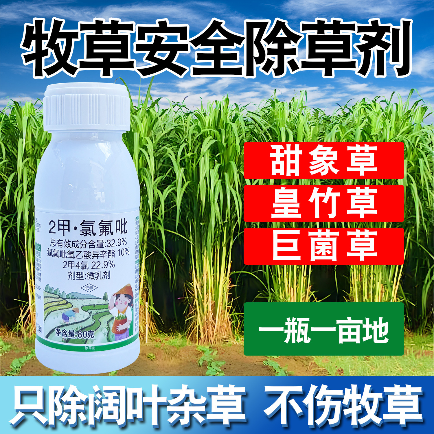 皇竹草甜象草黑麦草高丹草巨菌草玉米草牧草田地二甲氯氟吡除草剂