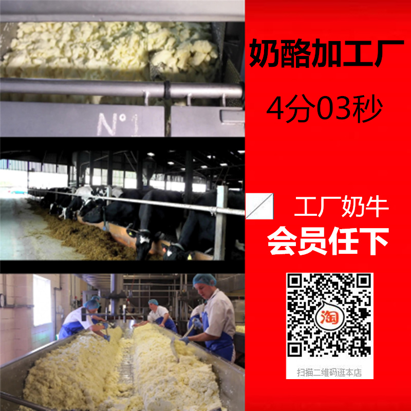 奶牛挤奶视频实拍工厂加工奶酪过程运输食品制造生产线高清素材