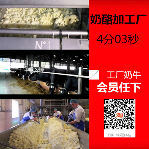 奶牛挤奶视频实拍工厂加工奶酪过程运输食品制造生产线高清素材