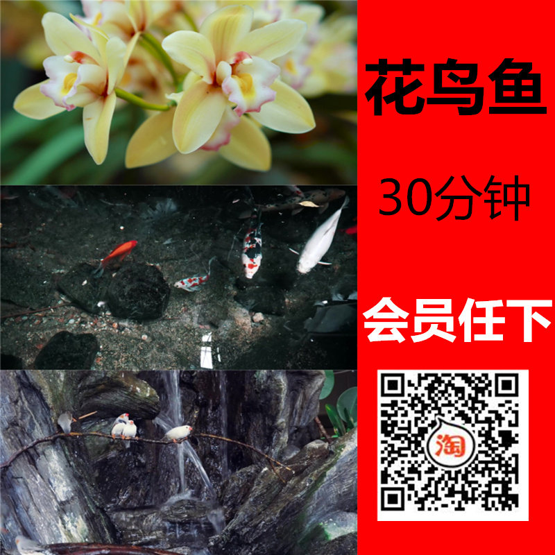 30分鲜花蝴蝶鸟儿鹦鹉金鱼 花鸟鱼虫锦鲤大自然高清实拍视频素材