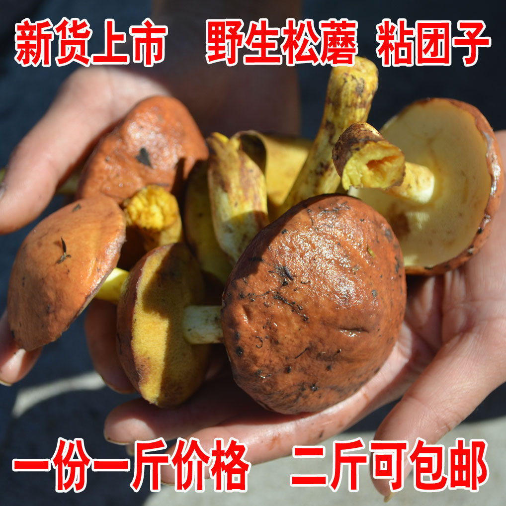 东北特产野生松蘑新鲜焯水加盐粘团子牛干菌松饿子500克二斤包邮
