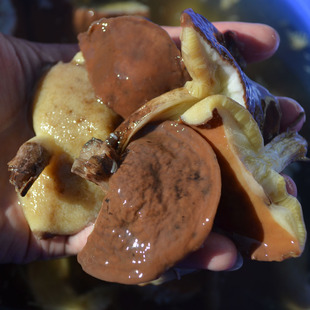 2025年新货东北特产野生松蘑新鲜焯水加盐粘团子牛干菌松饿子包邮