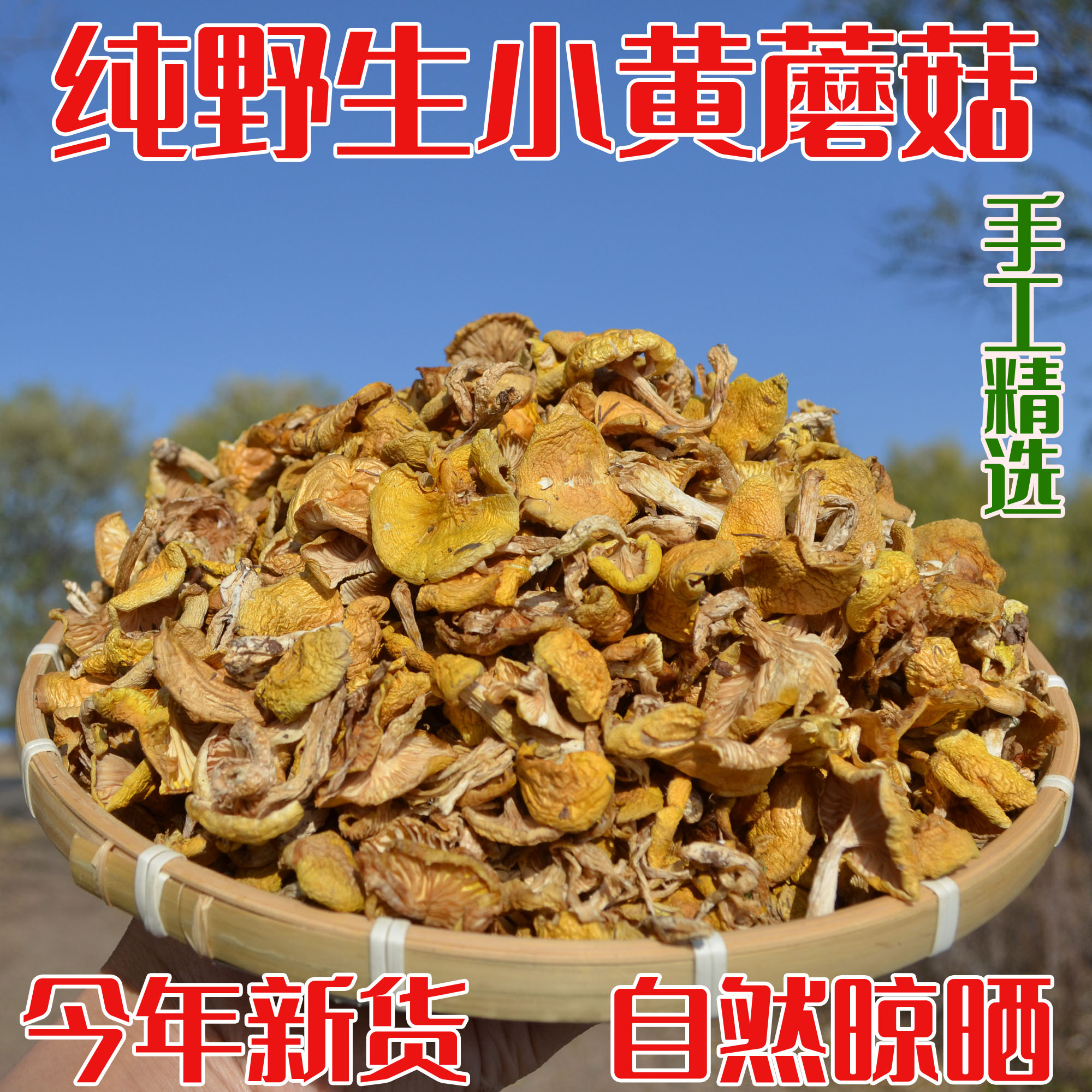 东北野生小黄蘑菇野山菌珍油蘑松蘑菇干货蘑菇丁土特产500g包邮