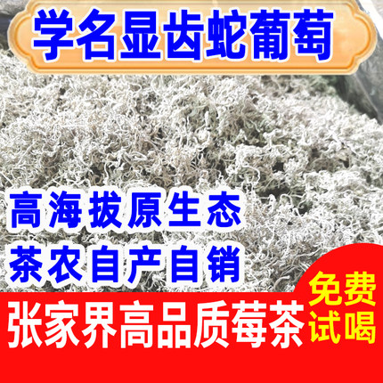 张家界野生莓茶明前芽头特级芽尖藤茶龙须显齿蛇葡萄茶九齿蛇葡萄