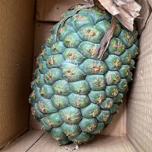 现摘假菠萝勒古子新鲜露兜果中草药帕梯罗金堆野生山菠萝广东包邮