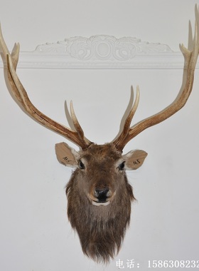标本酒吧美式乡村风生财有鹿壁饰