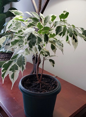白锦星光垂榕  Ficus benjamina 'Starlight' 网红室内阳台易养护