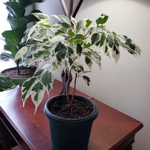 白锦星光垂榕  Ficus benjamina 'Starlight' 网红室内阳台易养护
