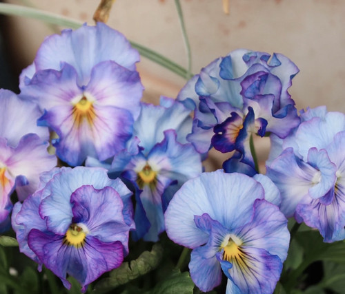 皱边三色堇 角堇盆栽四季好养耐寒冬日精灵阳台秋冬春花卉花期长