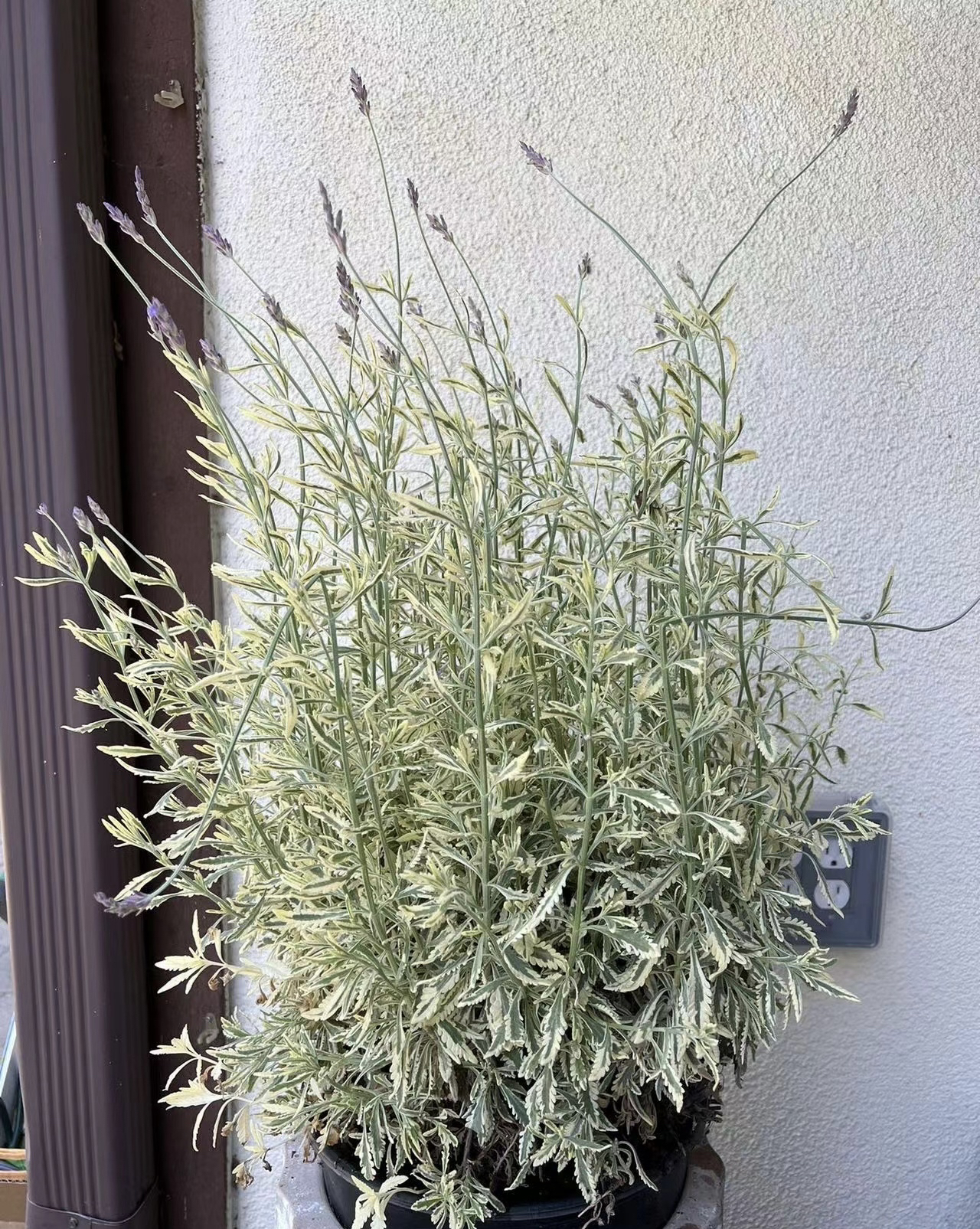 花叶阔叶薰衣草Lavendula 'Meerlo'耐热香草观叶盆栽花苗花园庭院