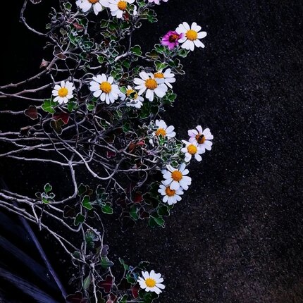 足摺野路菊 银叶边 爆花量大 耐热耐寒多年生阳台庭院高山野趣菊