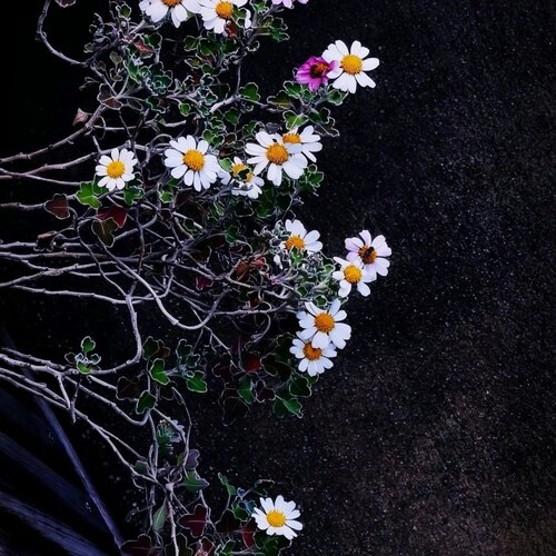 足摺野路菊 银叶边 爆花量大 耐热耐寒多年生阳台庭院高山野趣菊